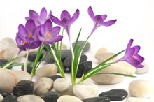 crocus-for-ABOUT-eating-disorder-TREATMENT-page